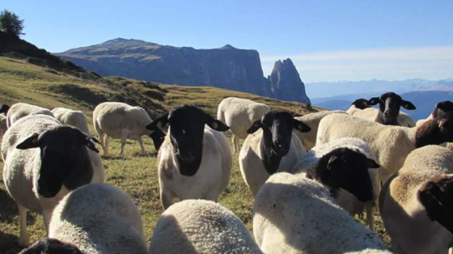 Pecore sull'Alpe di Siusi