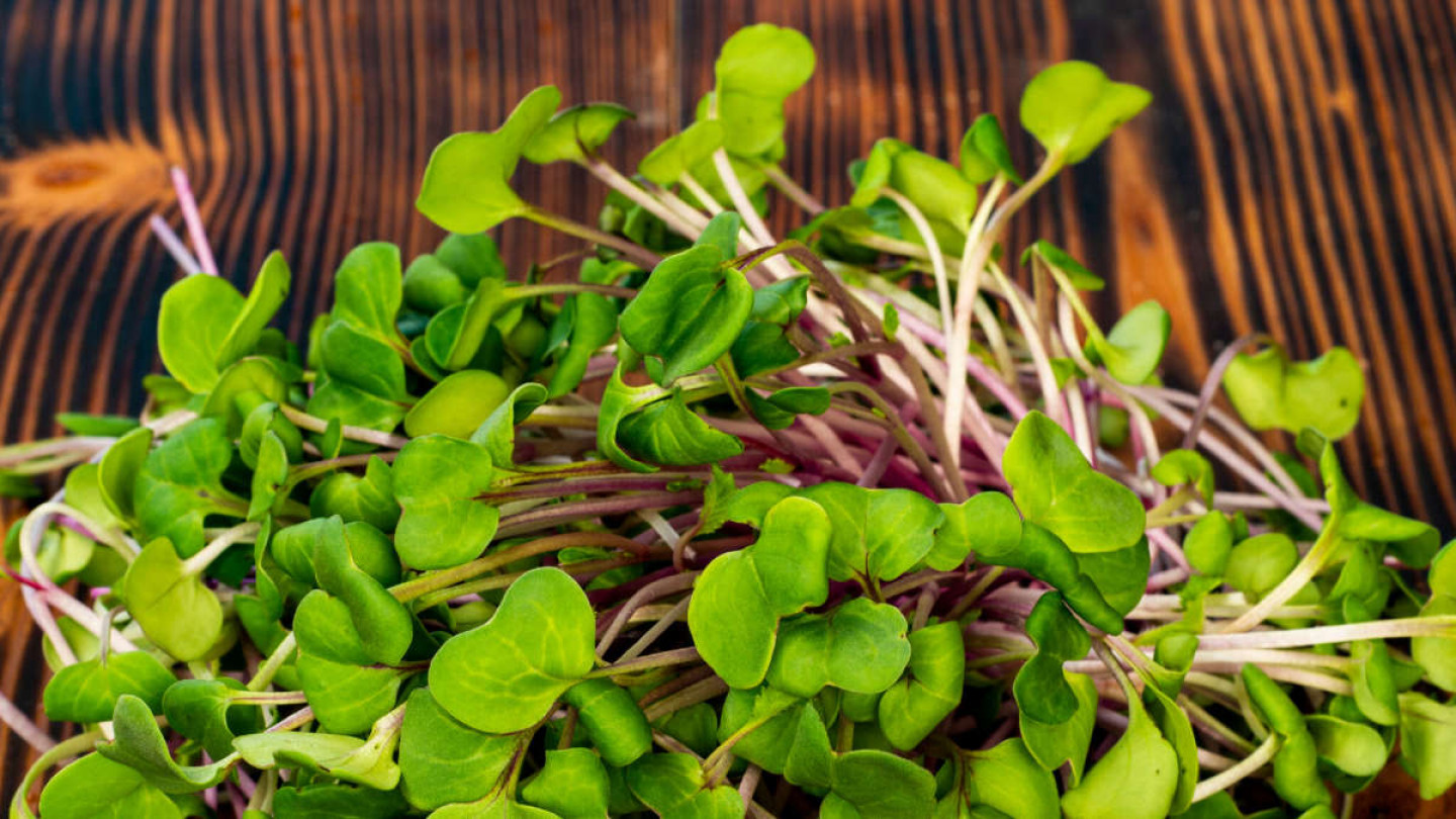 Microgreens
