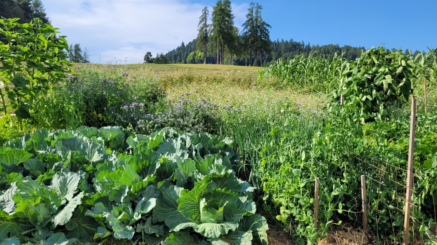 Il campo di verdure