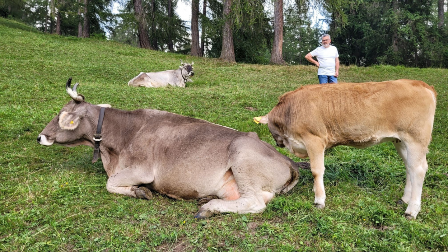 Le mucche al pascolo