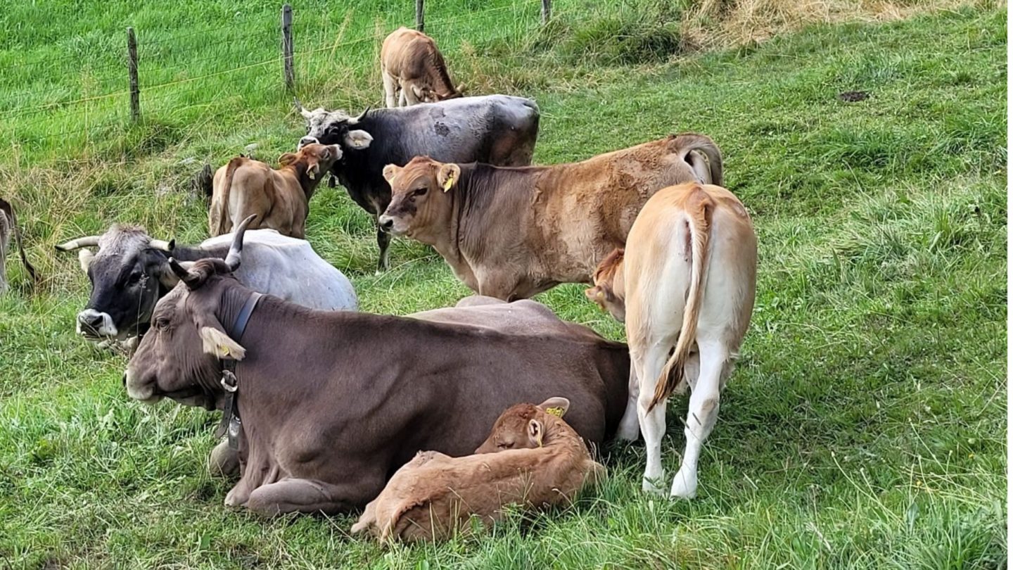 Die Rinder auf der Weide