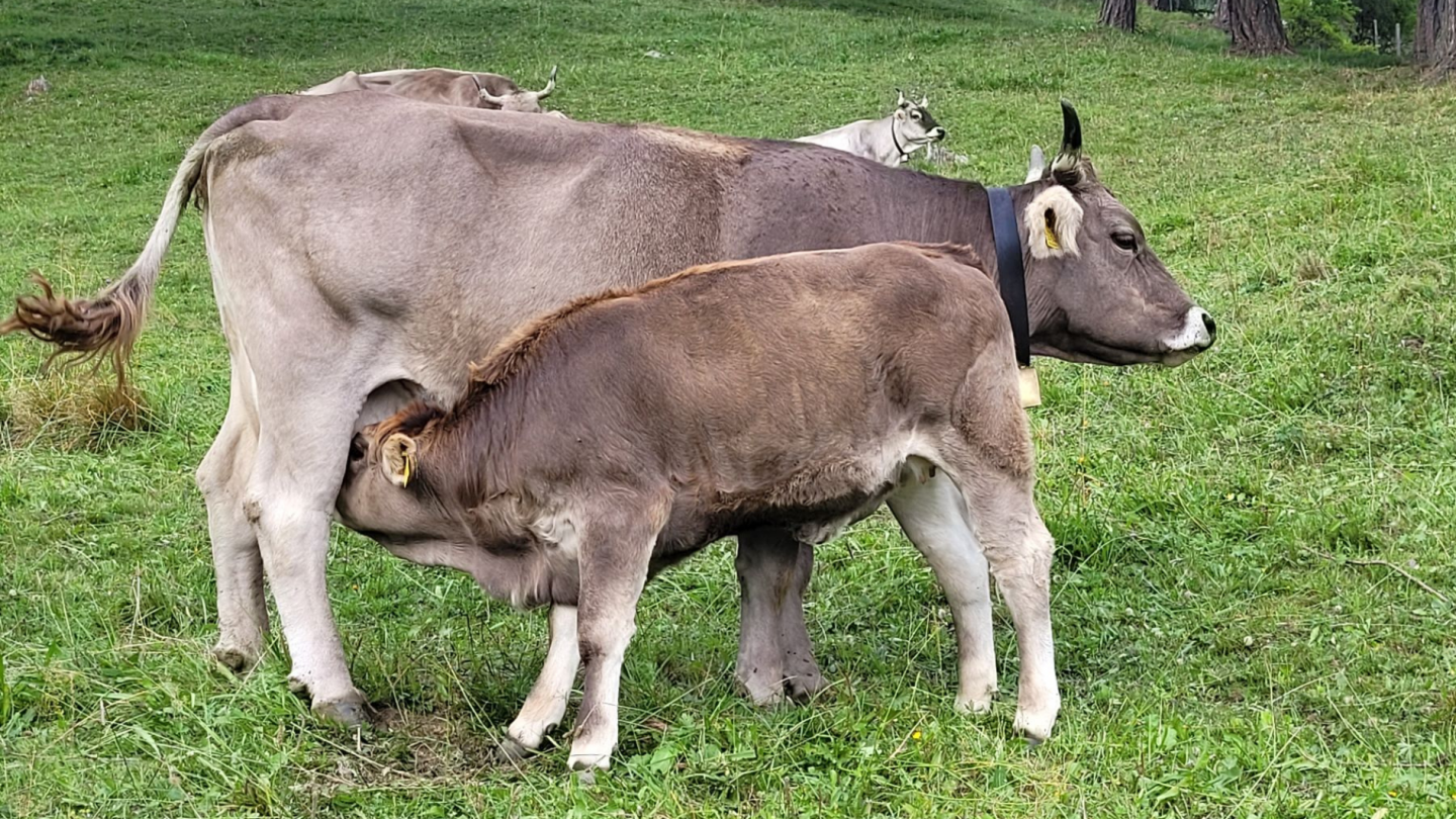 Le mucche non vengono munte, ma allattano i loro vitelli