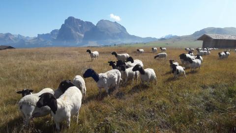 Schafe des Furscherhofs