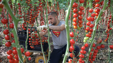 raccolta di pomodori