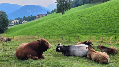 Die Herde auf der Weide